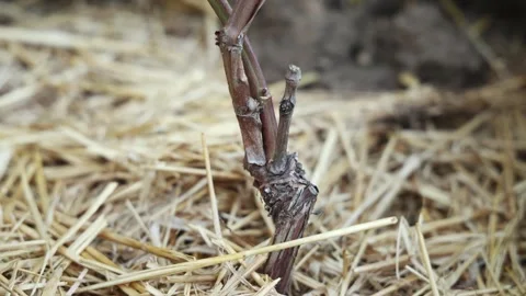 Pruned Grapevine Trunk Base With Straw Mulch Closeup Stock Footage 345356042