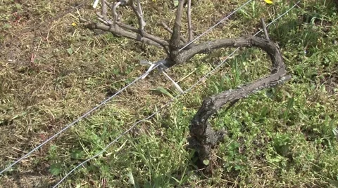 Pruned grapevines in spring Stock-Footage 49967326