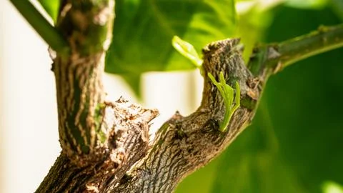 Pruned Lemon Tree Branch Regrowth, Recovery Renewal Growth Concept Stock Photos