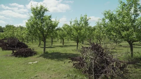 Pruned Pear Trees and Branch Piles in Sunny Summer Orchard Stock Footage 346417365
