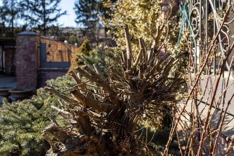 A pruned pine tree trunk standing in a sunny backyard garden, representing Foto stock