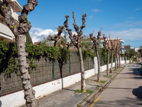 Pruned plane trees lining a sunny European residential street Stock Photos
