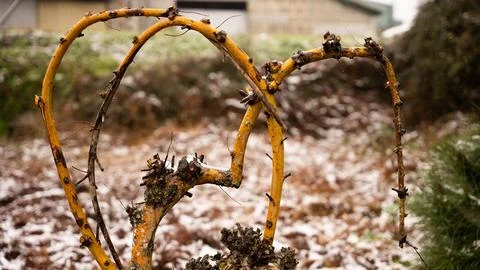 Pruned plant Stock Photos