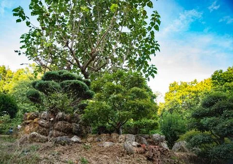 Pruned rock garden Stock Photos