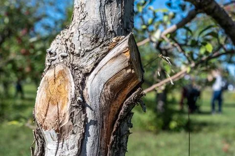 Pruned section of an apple tree showing where dead branches were removed. Stock Photos