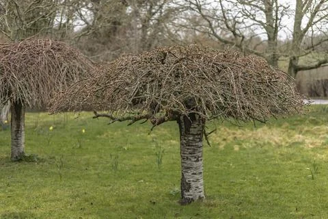 Pruned silver birch tree by the side of the road Stock Photos
