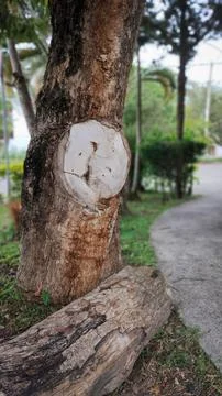 Pruned tree and its trunk on the ground Stock Photos
