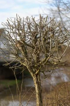 Pruned tree with bare branches by a tranquil river in early spring near a bridge Foto stock