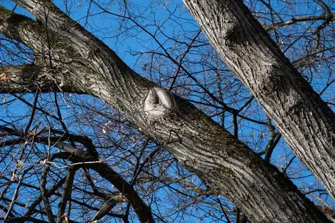 Pruned Tree Branch in Winter Stock Photos
