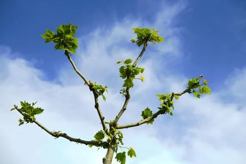 Pruned tree branches and blue sky background Stock Photos