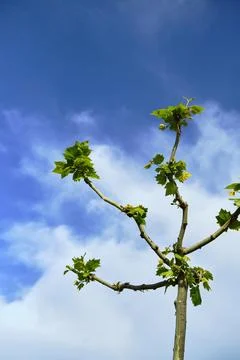 Pruned tree branches and blue sky background Stock Photos