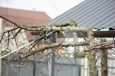 Pruned tree with branches and wires in garden setting Stock Photos
