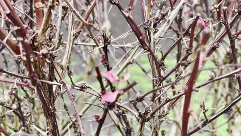 Pruned tree branches with buds and small leaves in springtime, seasonal buds Stock Footage 269711235