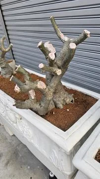Pruned Tree Branches in Decorative Planter for Urban Gardening Stock Photos