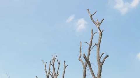 Pruned tree branches 스톡 동영상 304741039