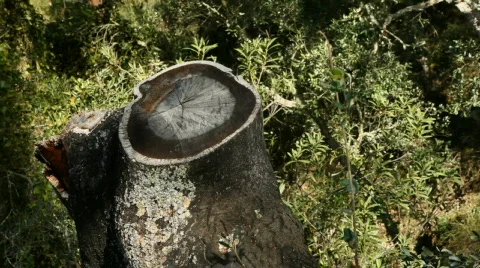 Pruned tree 库存影片 610070