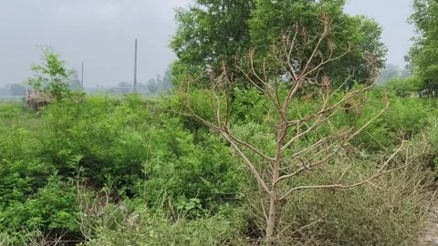 Pruned Tree in Rural Landscape 库存影片 340968066