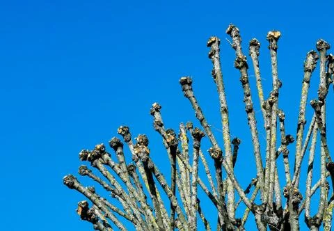 Pruned tree in spring, against blue sky Stock Photos