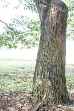 Pruned Tree Trunk with Green Grass Background Stock Photos