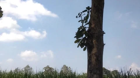 Pruned Tree Trunk Under a Clear Sky Video stock 337880138