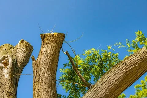 Pruned tree trunks with fresh green growth against clear blue summer sky Stock-Fotos