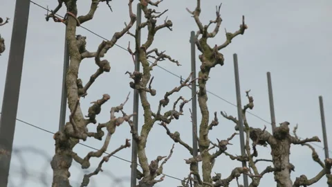Pruned Trees Reaching Up Against Winter Sky in Paris Park Stock Footage 327356652