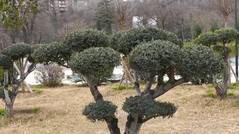 Pruned trees in a tranquil urban park in autumn Vidéo 267465184