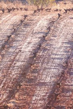 Pruned Vineyard Rows on Red Soil Field in Alhambra Stock Photos