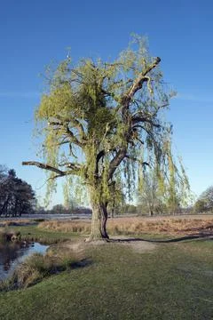 Pruned willow tree Stock-Fotos