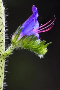 Prunella Stock Photos