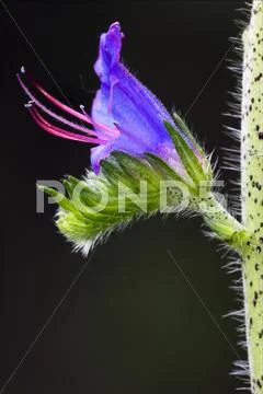 Prunella vulgaris Stock Photos