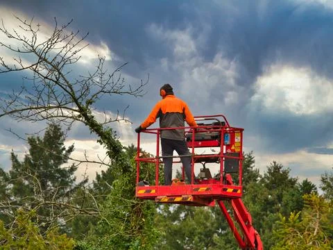 Pruner on cherry picker cutting tree in the air Stock Photos