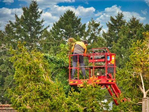 Pruner on cherry picker cutting tree in the air 스톡 사진