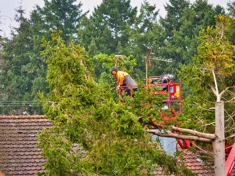 Pruner on cherry picker cutting tree in the air 스톡 사진