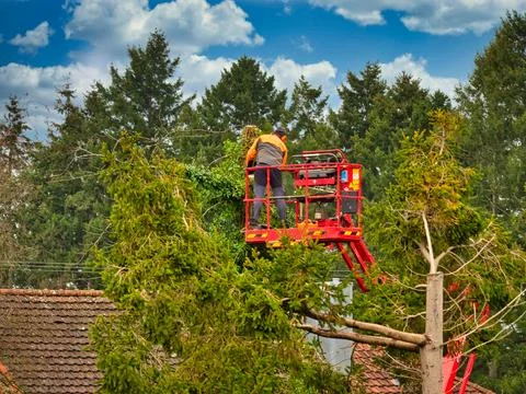 Pruner on cherry picker cutting tree in the air Stock Photos