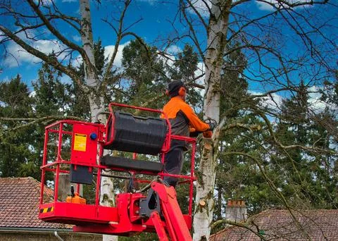 Pruner on cherry picker cutting tree in the air Stock Photos