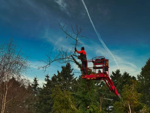 Pruner on cherry picker cutting tree in the air Stock Photos