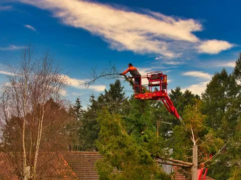 Pruner on cherry picker cutting tree in the air Foto stock