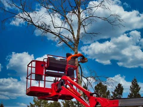 Pruner on cherry picker cutting tree in the air Foto stock