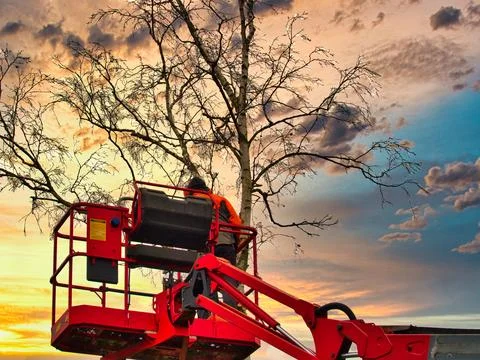 Pruner on cherry picker cutting tree in the air 스톡 사진