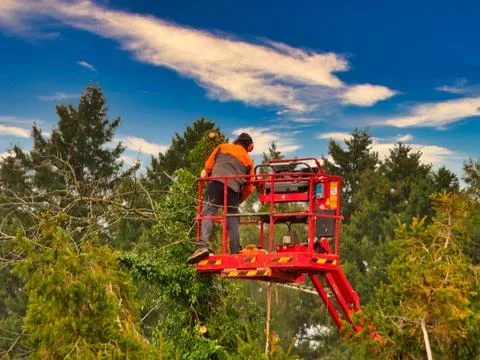 Pruner on cherry picker cutting tree in the air Stock Photos