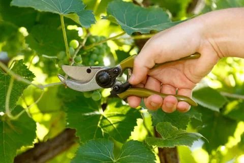 Pruner cutting grape tree Stock Photos