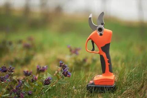 Pruner for cutting, shearing tree branches, bushes. Stock Photos