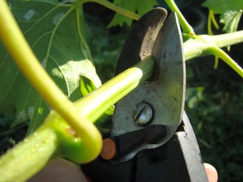 Pruner Stock Photos