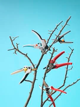 Pruners Cutting Branches while Floating in Mid Air, Studio Shot Foto stock