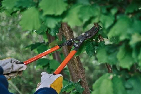 Prunes branches in the garden with long pruning shears and protects hands with Stock Photos