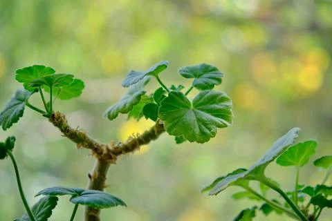 Prunes a geranium. Spring pruning of geraniums Stock Photos