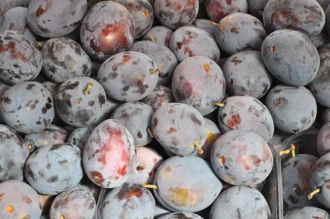 Prunes Stock Photos