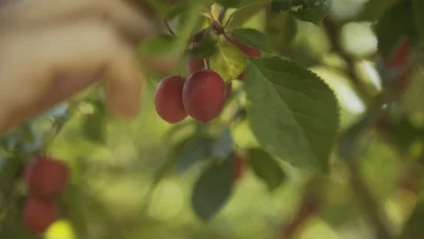 Prunes On Tree Mirabelle Plums Stock Footage 92961559