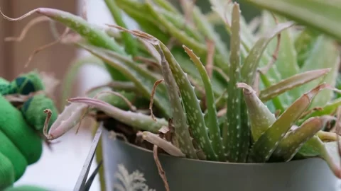 Pruning Aloe Vera Houseplant with Scissors Indoors Video stock 330864338